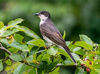 Eastern Kingbird