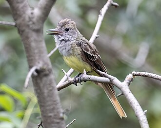 Great Crested Flycatcher