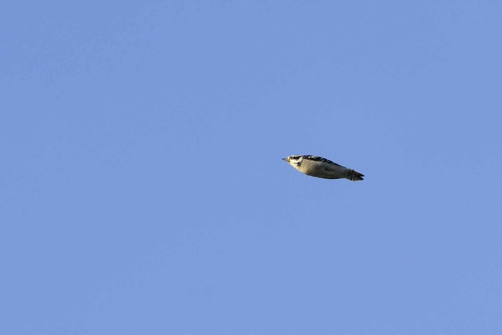 Red-breasted Nuthatch