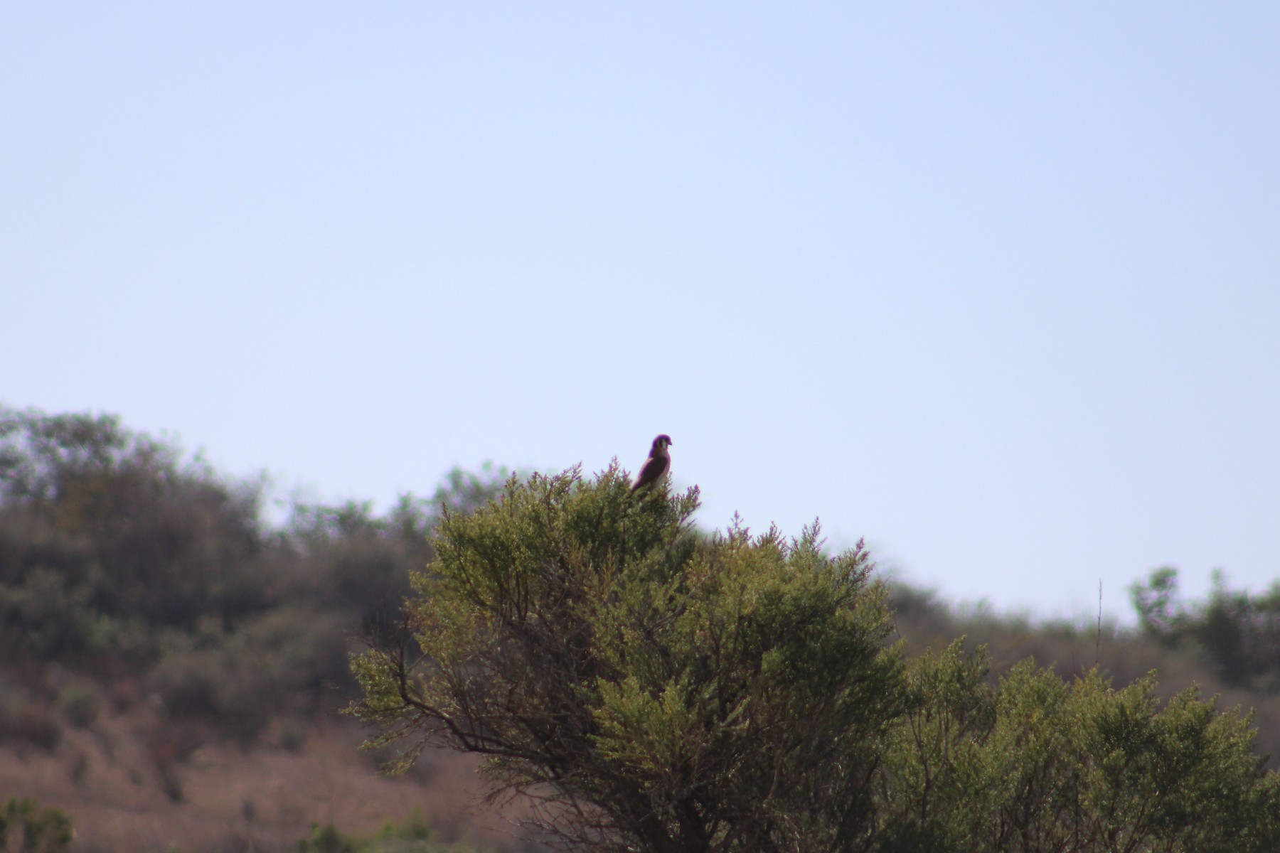 Hermit Thrush
