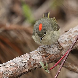 Ruby-crowned Kinglet