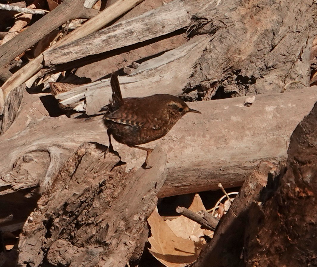 Yellow-rumped Warbler